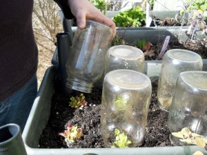 mason jars placed over plants
