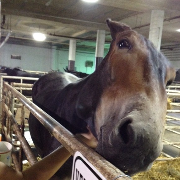 funny photo of  a mule 