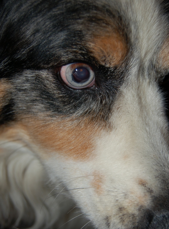 Close up of a dog's eye 